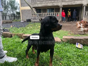 1-3 months Male Purebred Rottweiler
