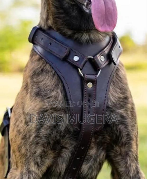 Genuine Leather Dog Harness - No Pull Dog Harness - main view