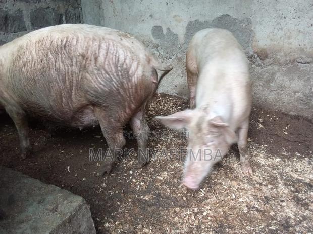 Mature Pigs and Piglets for Sale