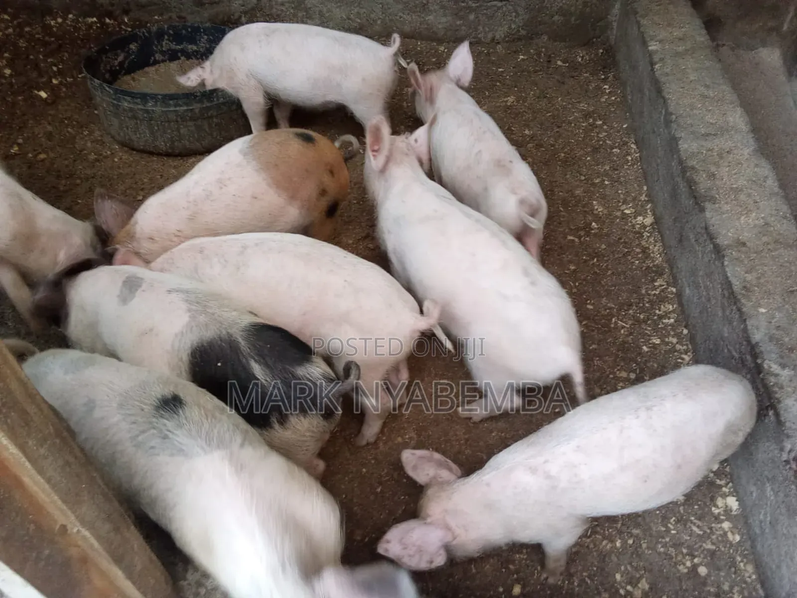 Mature Pigs and Piglets for Sale