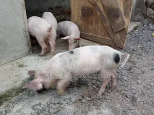 Mature Pigs and Piglets for Sale