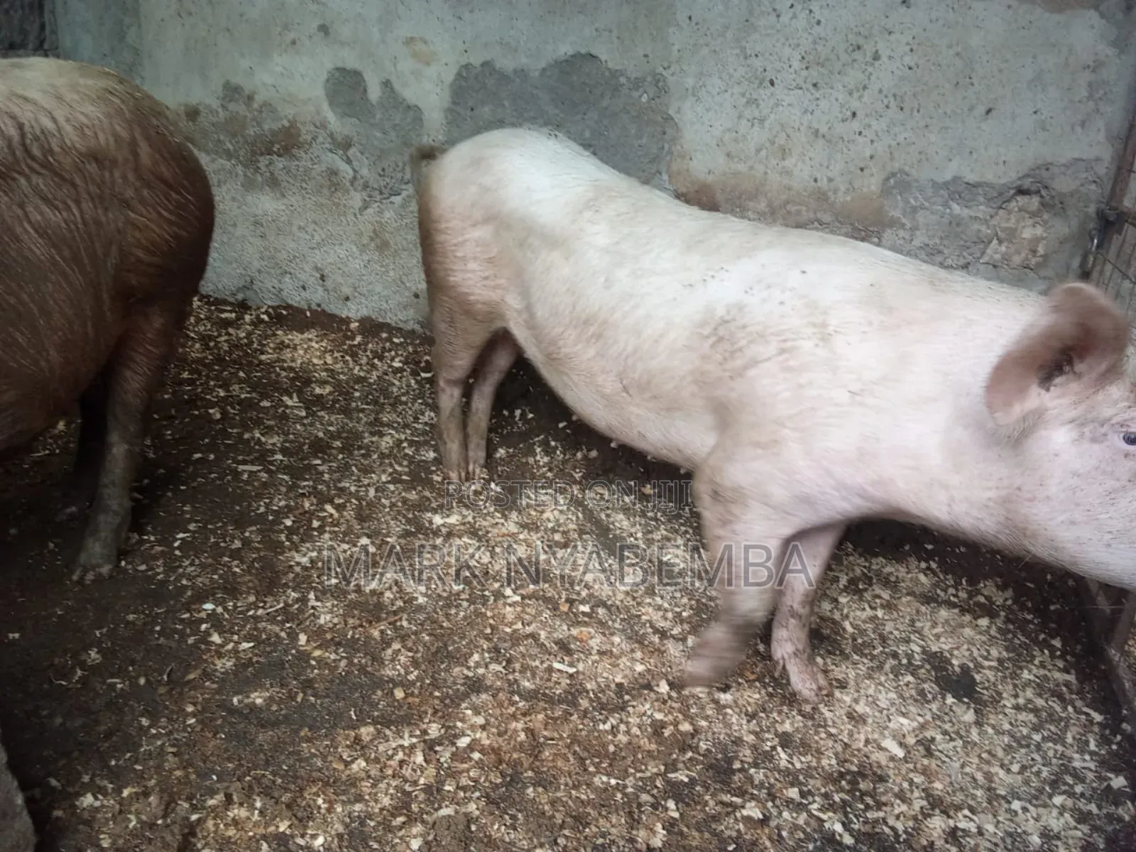 Mature Pigs and Piglets for Sale