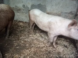 Mature Pigs and Piglets for Sale