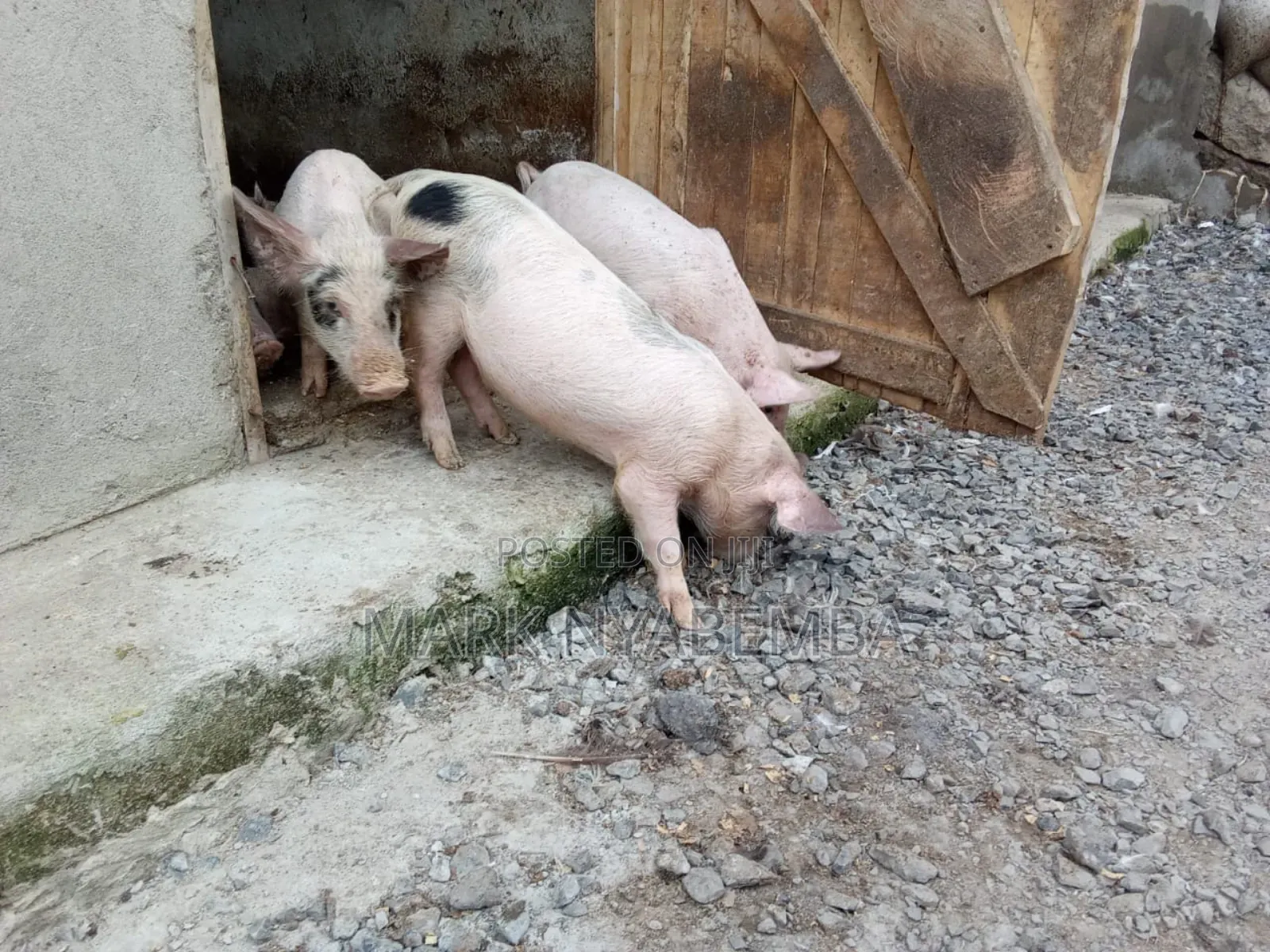 Mature Pigs and Piglets for Sale