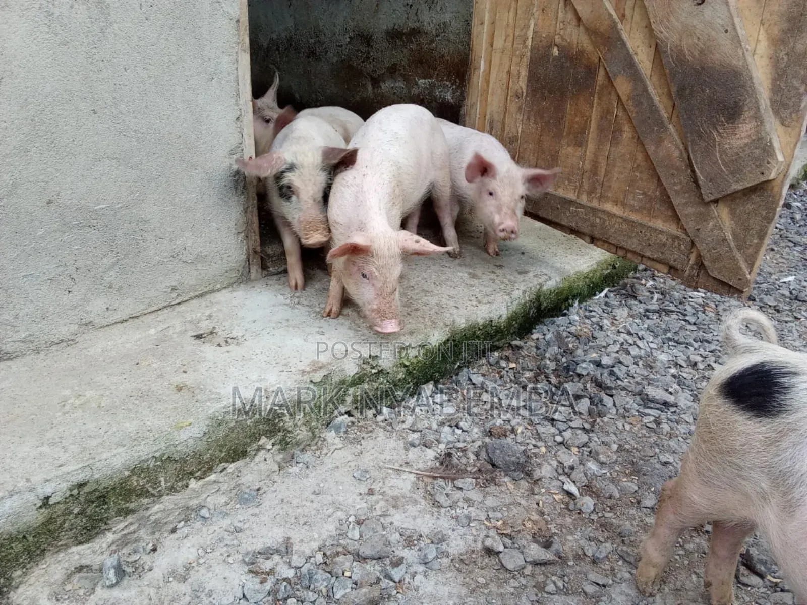 Mature Pigs and Piglets for Sale