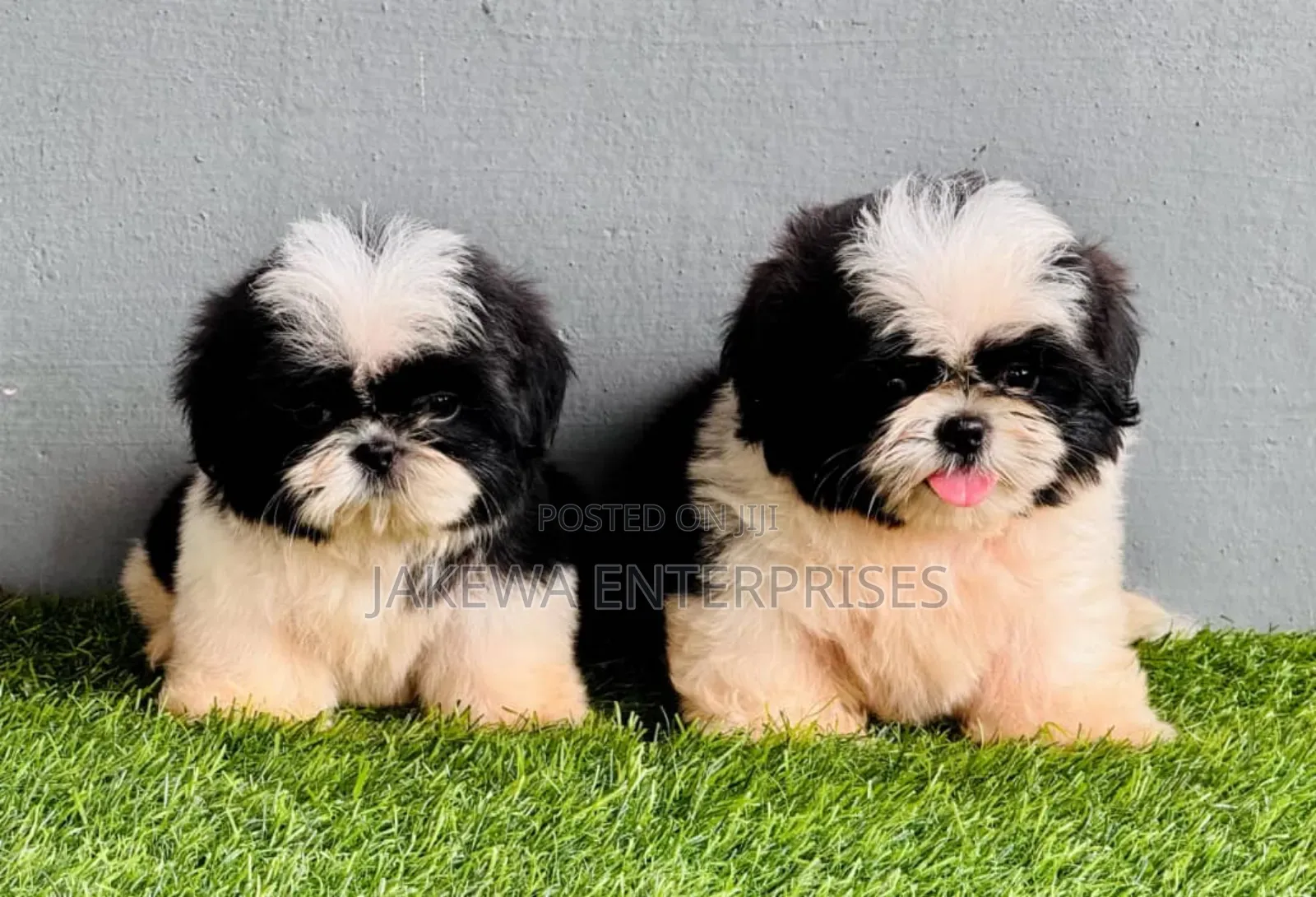 1-3 months Female Purebred Havanese