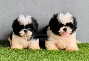 1-3 months Female Purebred Havanese