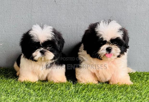 1-3 months Female Purebred Havanese