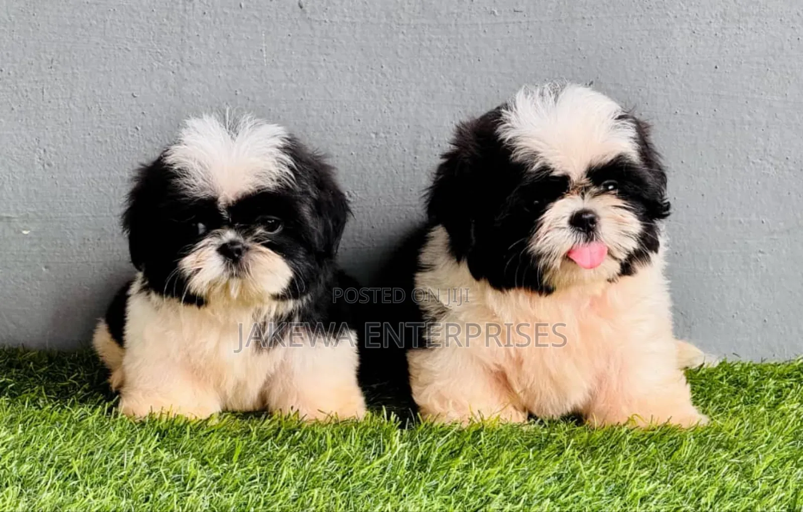 1-3 months Female Purebred Havanese