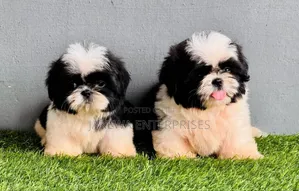 1-3 months Female Purebred Havanese