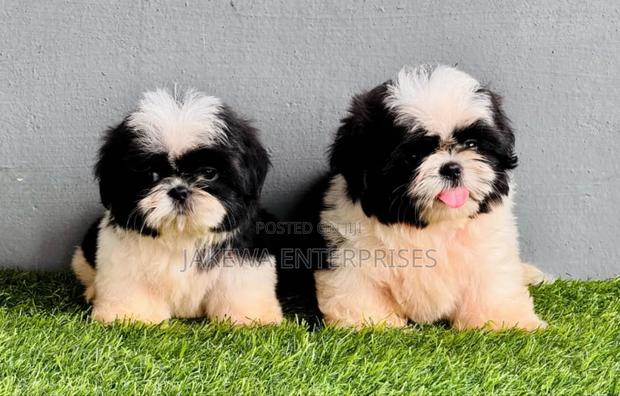 1-3 months Female Purebred Havanese - main view