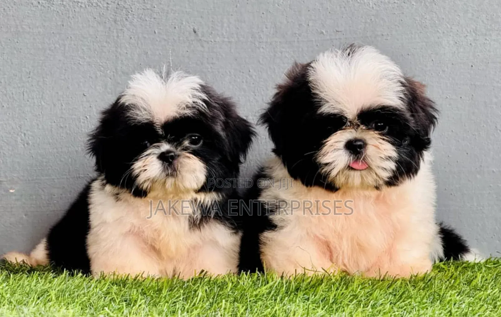1-3 months Female Purebred Havanese
