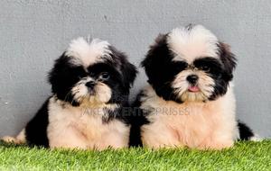1-3 months Female Purebred Havanese - thumbnail 2