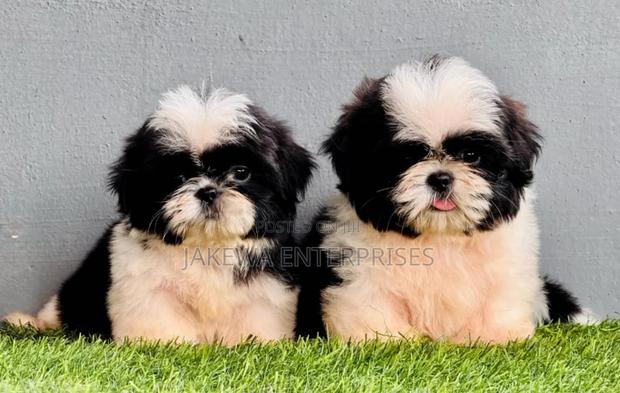 1-3 months Female Purebred Havanese - main view