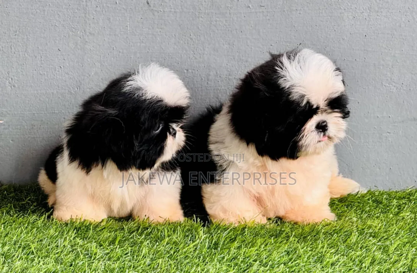 1-3 months Female Purebred Havanese