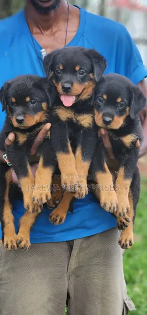 1-3 months Male Purebred Rottweiler