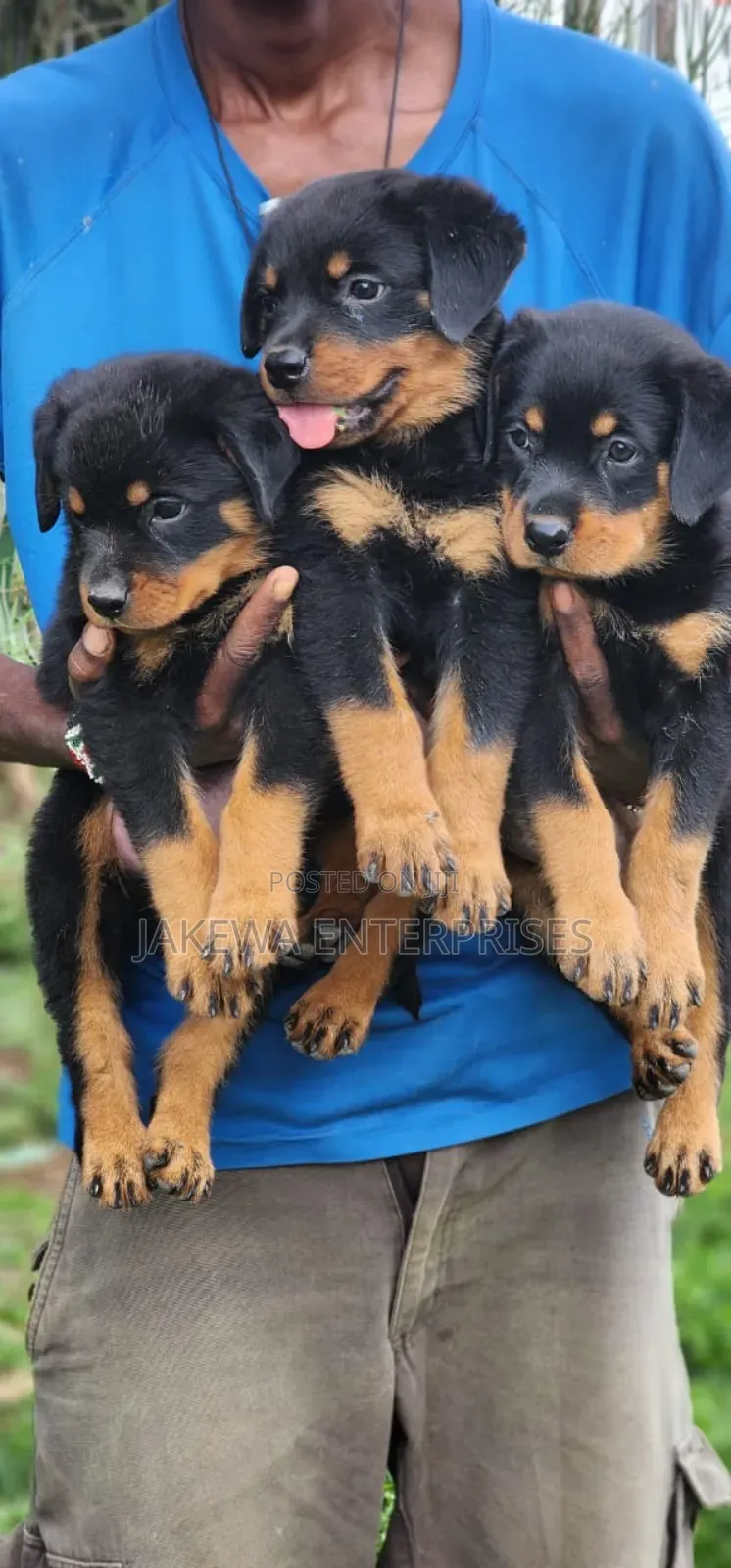 1-3 months Male Purebred Rottweiler