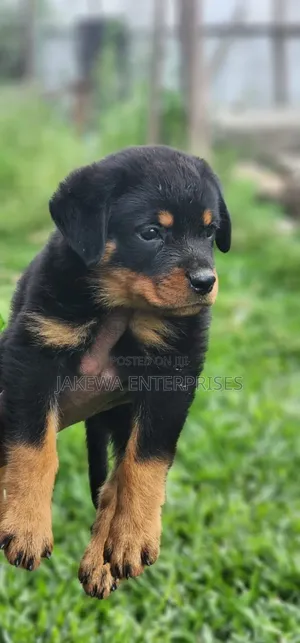 1-3 months Female Purebred Rottweiler