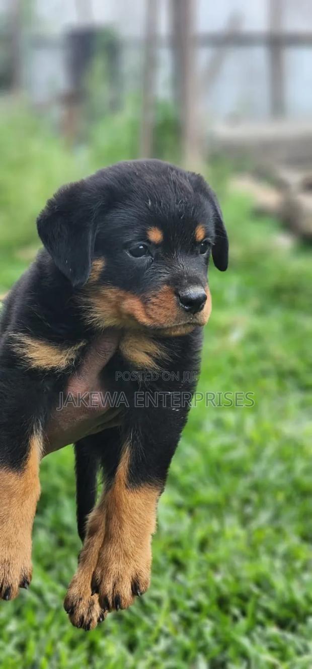 1-3 months Male Purebred Rottweiler - main view