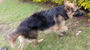 6-12 months Male Purebred German Shepherd - thumbnail 2