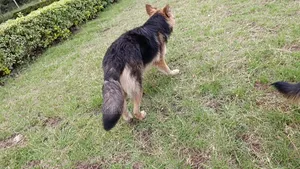 6-12 months Male Purebred German Shepherd