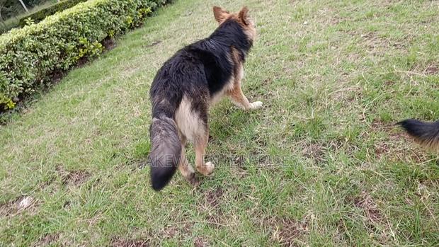 6-12 months Male Purebred German Shepherd - thumbnail 3