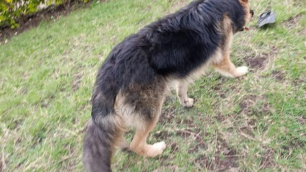 6-12 months Male Purebred German Shepherd - thumbnail 4