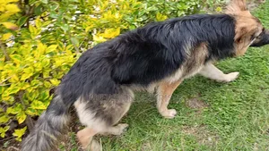 6-12 months Male Purebred German Shepherd