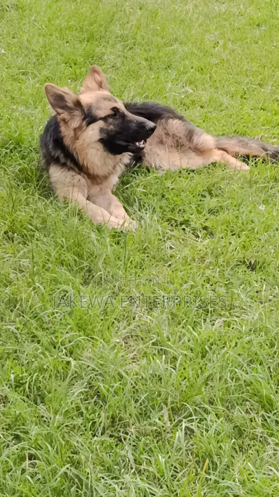 6-12 months Male Purebred German Shepherd
