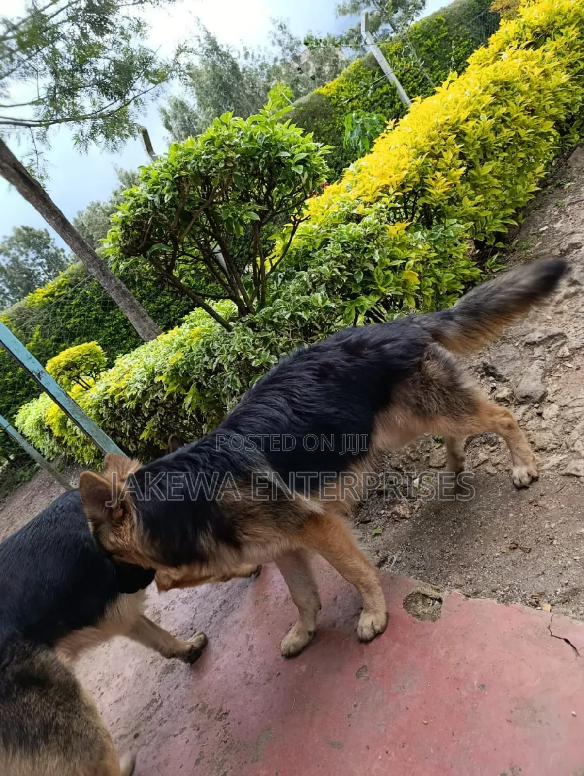 6-12 months Male Purebred German Shepherd