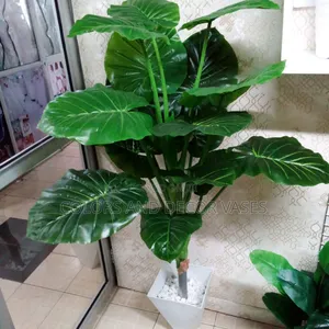 Big Green Plant 5ft Long Available
