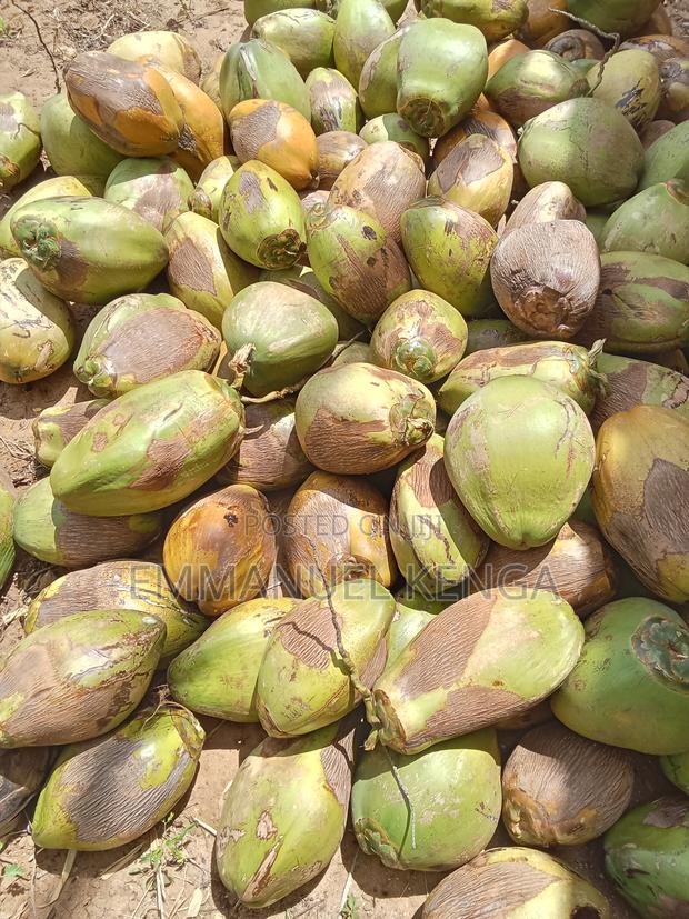 Coconuts - thumbnail 4