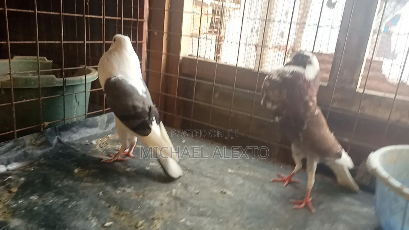 Breeding Pigeon Pair