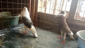 Breeding Pigeon Pair