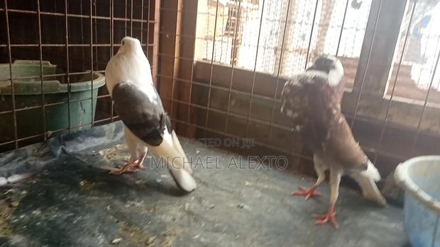 Breeding Pigeon Pair