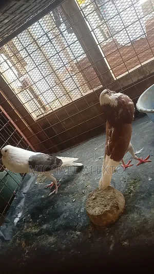 Breeding Pigeon Pair