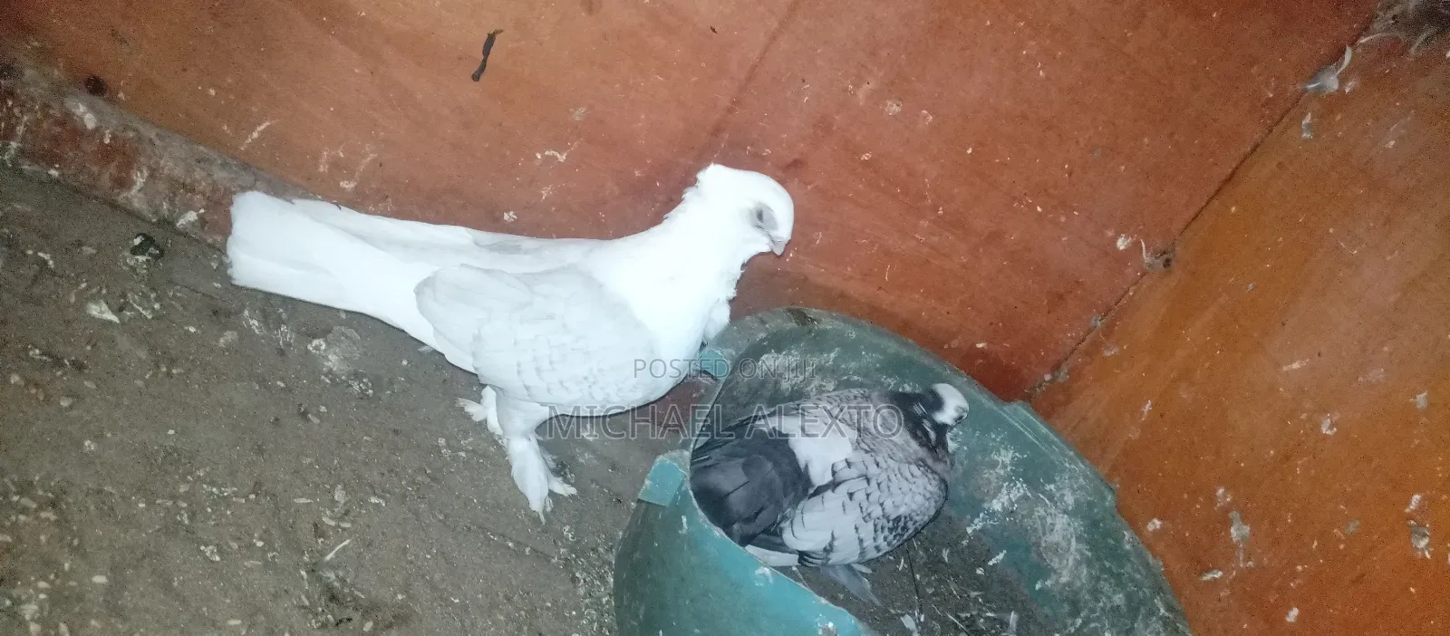 Oriental Shortbeaks Available