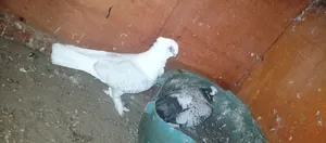 Oriental Shortbeaks Available