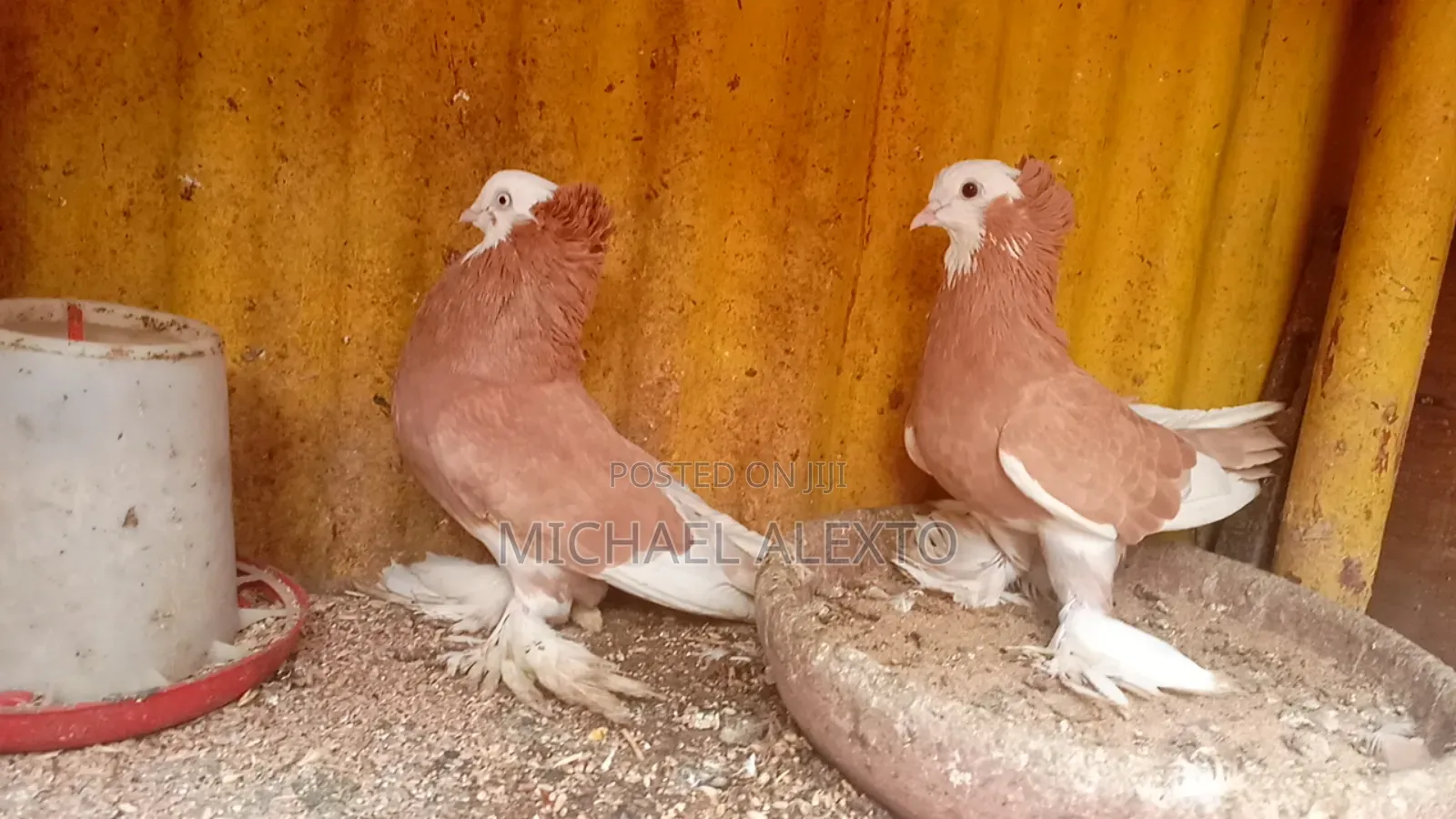 Oriental Shortbeaks Available