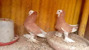 Oriental Shortbeaks Available