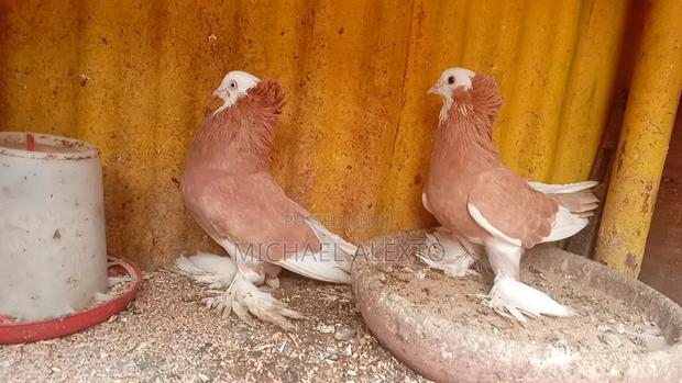 Oriental Shortbeaks Available - thumbnail 3