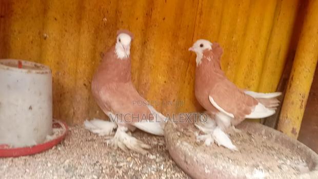 Oriental Shortbeaks Available - thumbnail 4