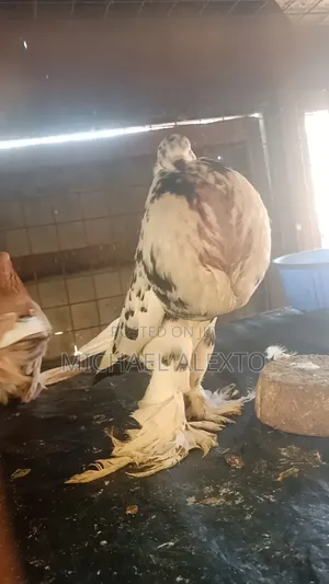 Oriental Shortbeaks Available