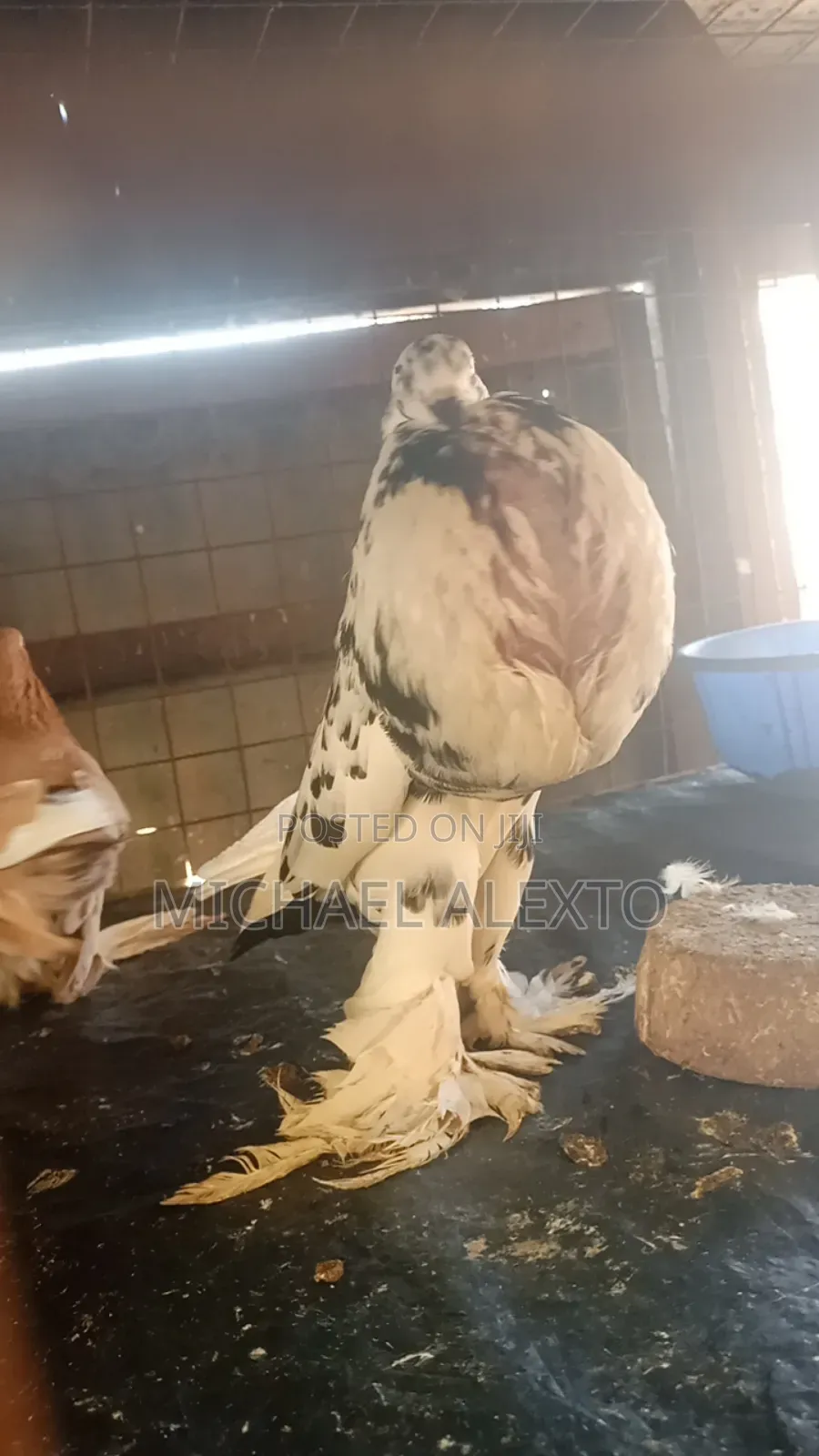 Oriental Shortbeaks Available