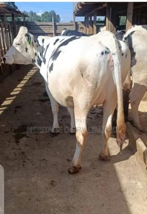 Dairy Cows - thumbnail 2