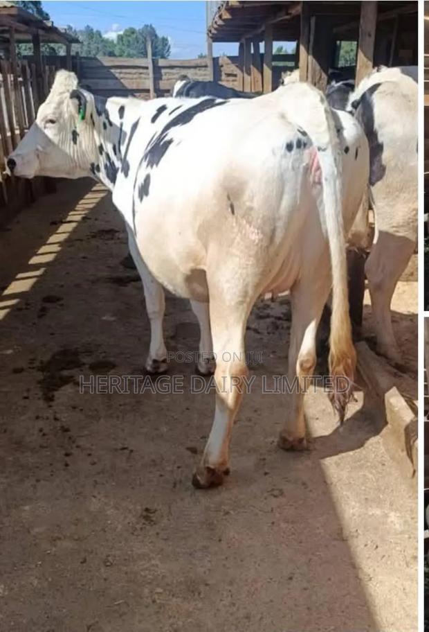 Dairy Cows - thumbnail 3