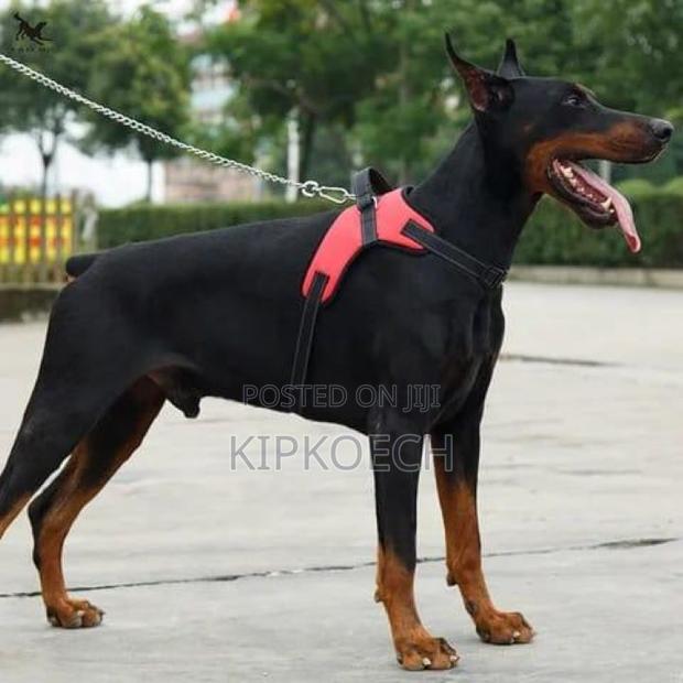 Reflective Dog Harnese - thumbnail 2