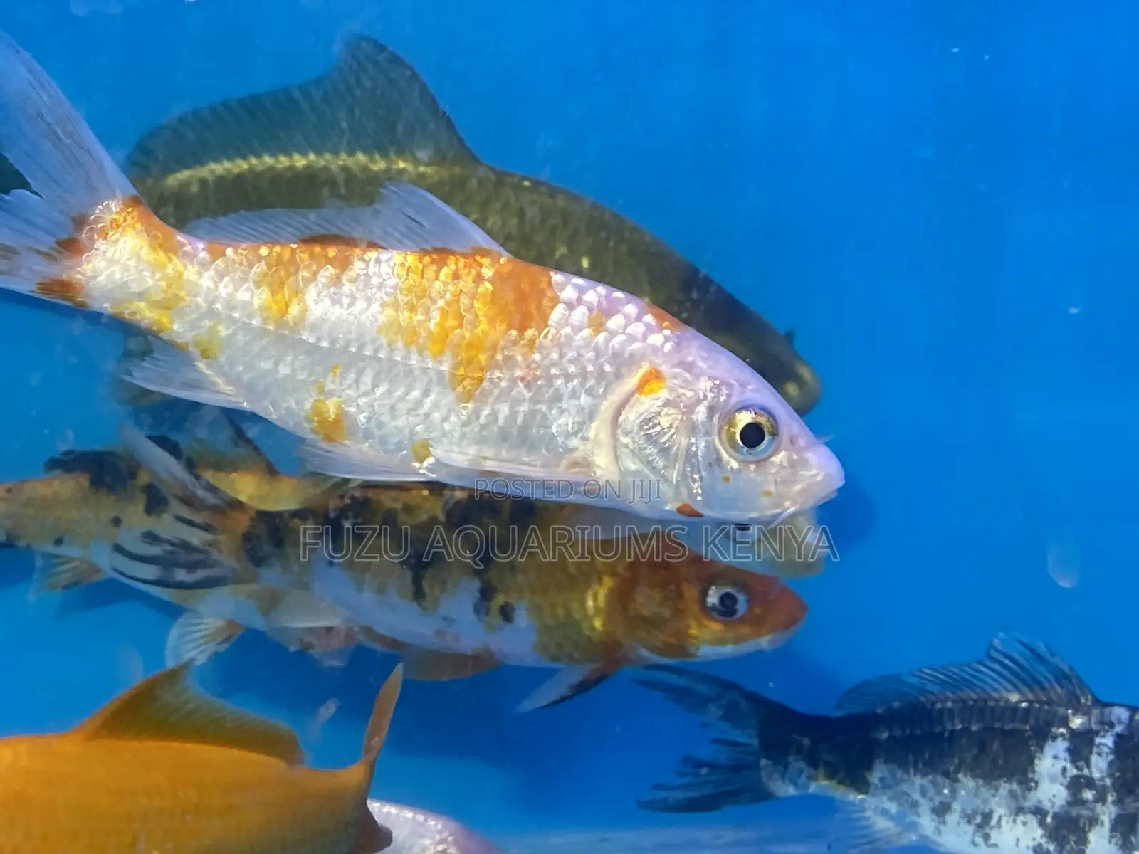 Beautiful Koi Fish – Bright Colors, Calm Swimmers