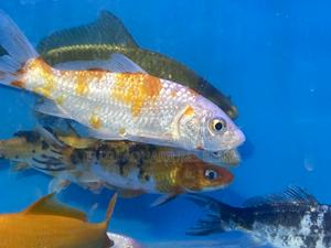 Beautiful Koi Fish – Bright Colors, Calm Swimmers - thumbnail 2