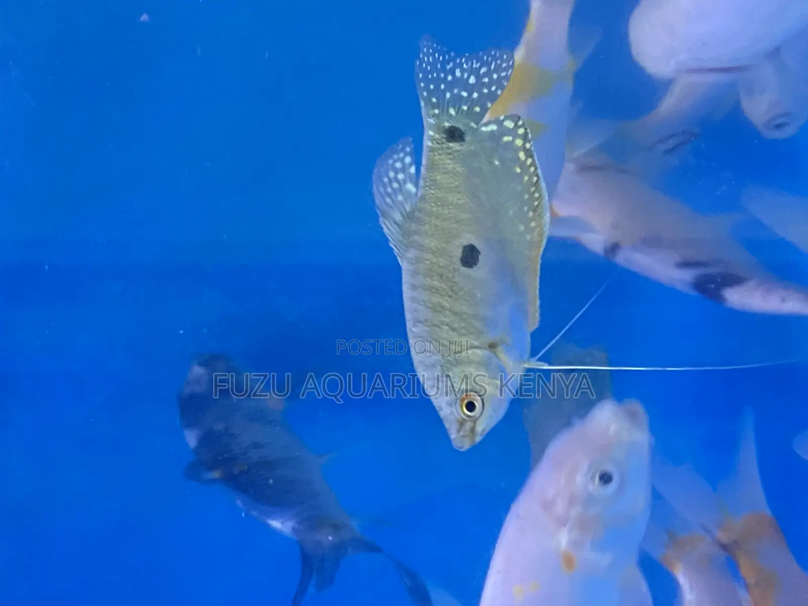3-Spot Gourami Fish – Peaceful Colorful Aquarium Fish